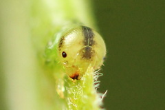 Euura bipartita
