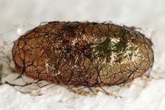 Euura bipartita