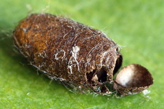 Euura bipartita