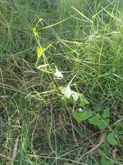 Zehneria cunninghamii