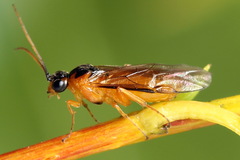 Euura bipartita