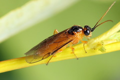 Euura bipartita