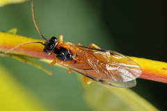 Euura bipartita