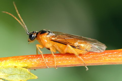 Euura bipartita