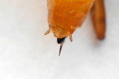 Euura bipartita