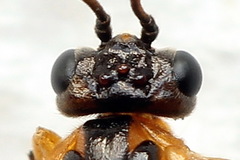 Euura bipartita