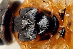 Euura bipartita