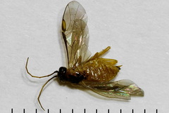 Euura bipartita