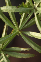 Galium spurium