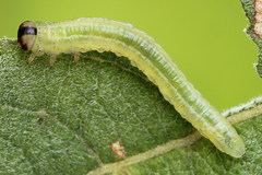 Euura bipartita