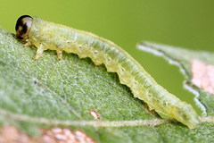 Euura bipartita