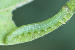 Euura bipartita