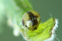 Euura bipartita