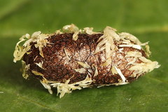 Euura bipartita