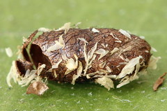 Euura bipartita