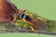 Euura bipartita