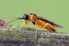 Euura bipartita