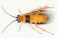 Euura bipartita