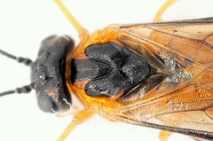 Euura bipartita