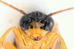 Euura bipartita