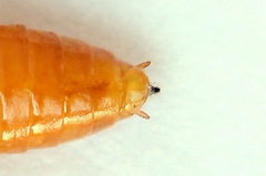 Euura bipartita