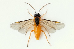 Euura bipartita