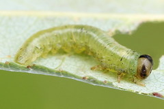 Euura bipartita