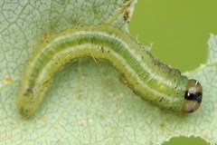 Euura bipartita