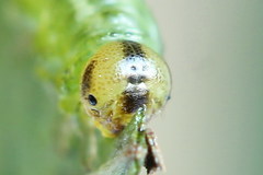 Euura bipartita