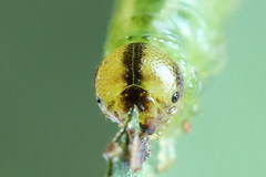 Euura bipartita