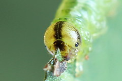 Euura bipartita