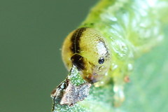 Euura bipartita