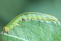 Euura bipartita