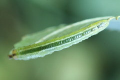Euura bipartita