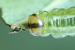 Euura bipartita