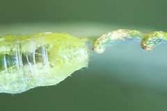 Euura bipartita