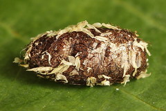 Euura bipartita