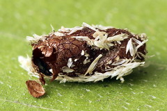 Euura bipartita