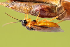 Euura bipartita