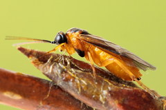 Euura bipartita