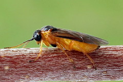 Euura bipartita