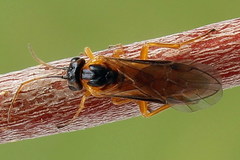 Euura bipartita