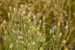 Vittadinia cuneata