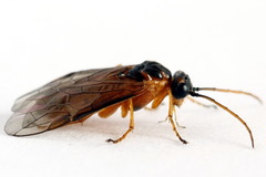 Euura bipartita
