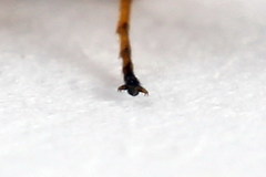 Euura bipartita