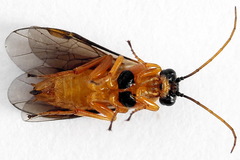 Euura bipartita
