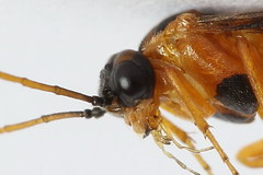 Euura bipartita