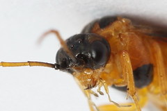 Euura bipartita