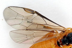Euura bipartita