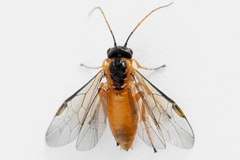 Euura bipartita
